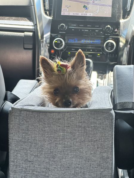 犬