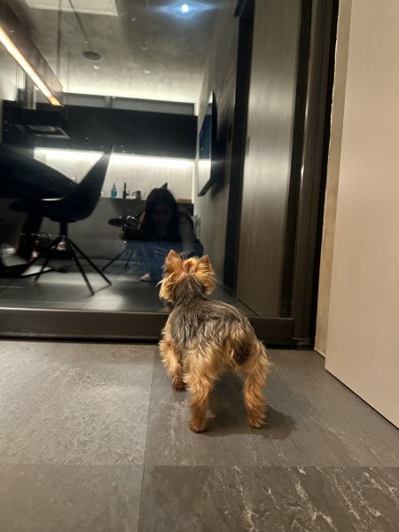 外を見る犬