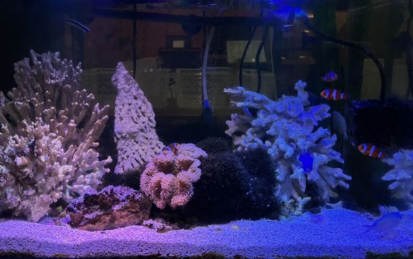魚